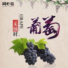 生态精品葡萄 夏黑葡萄